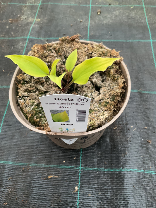 Hosta ‘Holar Sunset Python’ P15