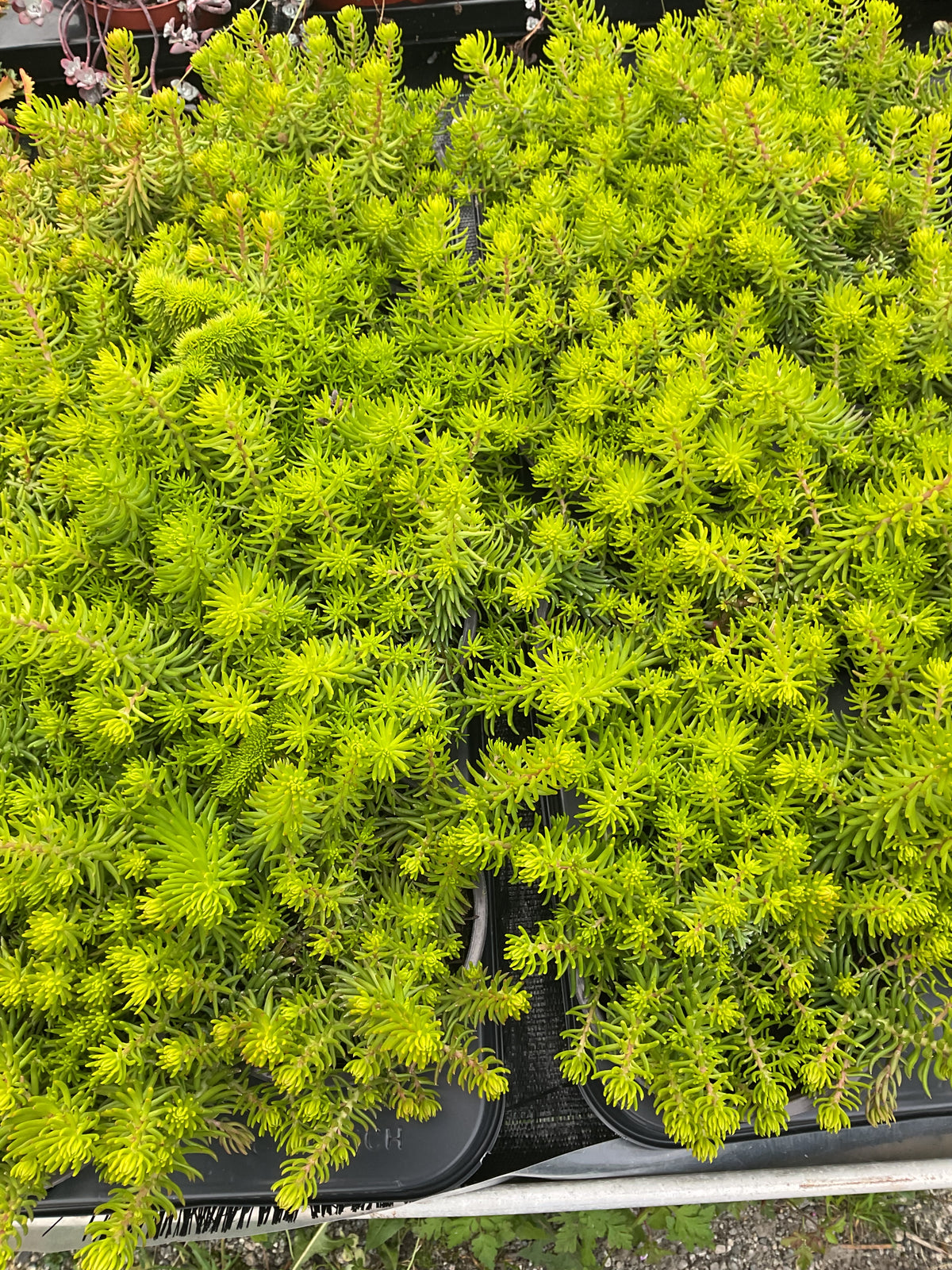 Sedum reflexum ‘Yellow Cushion’ P12