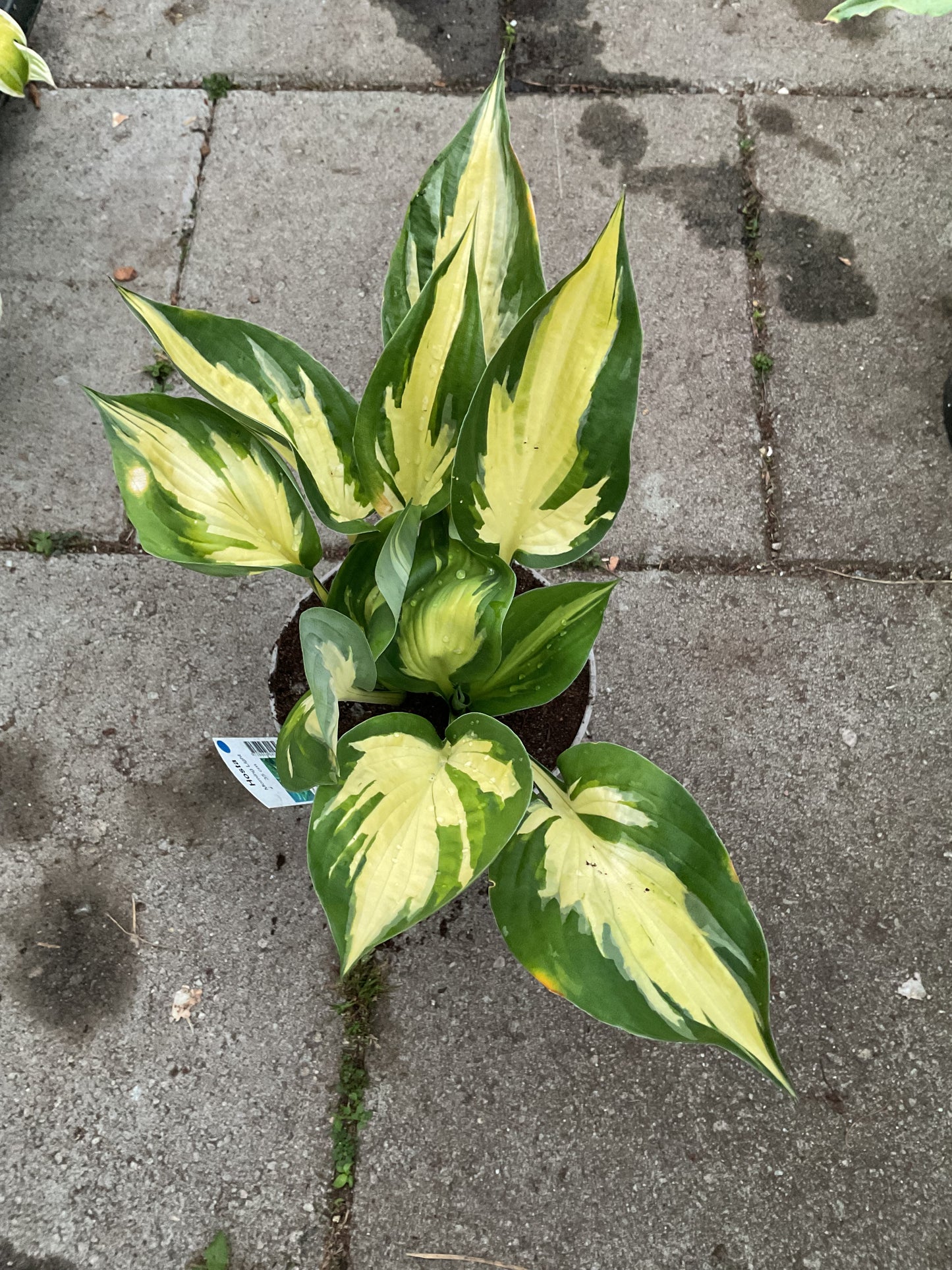 Hosta ‘Morning Light’