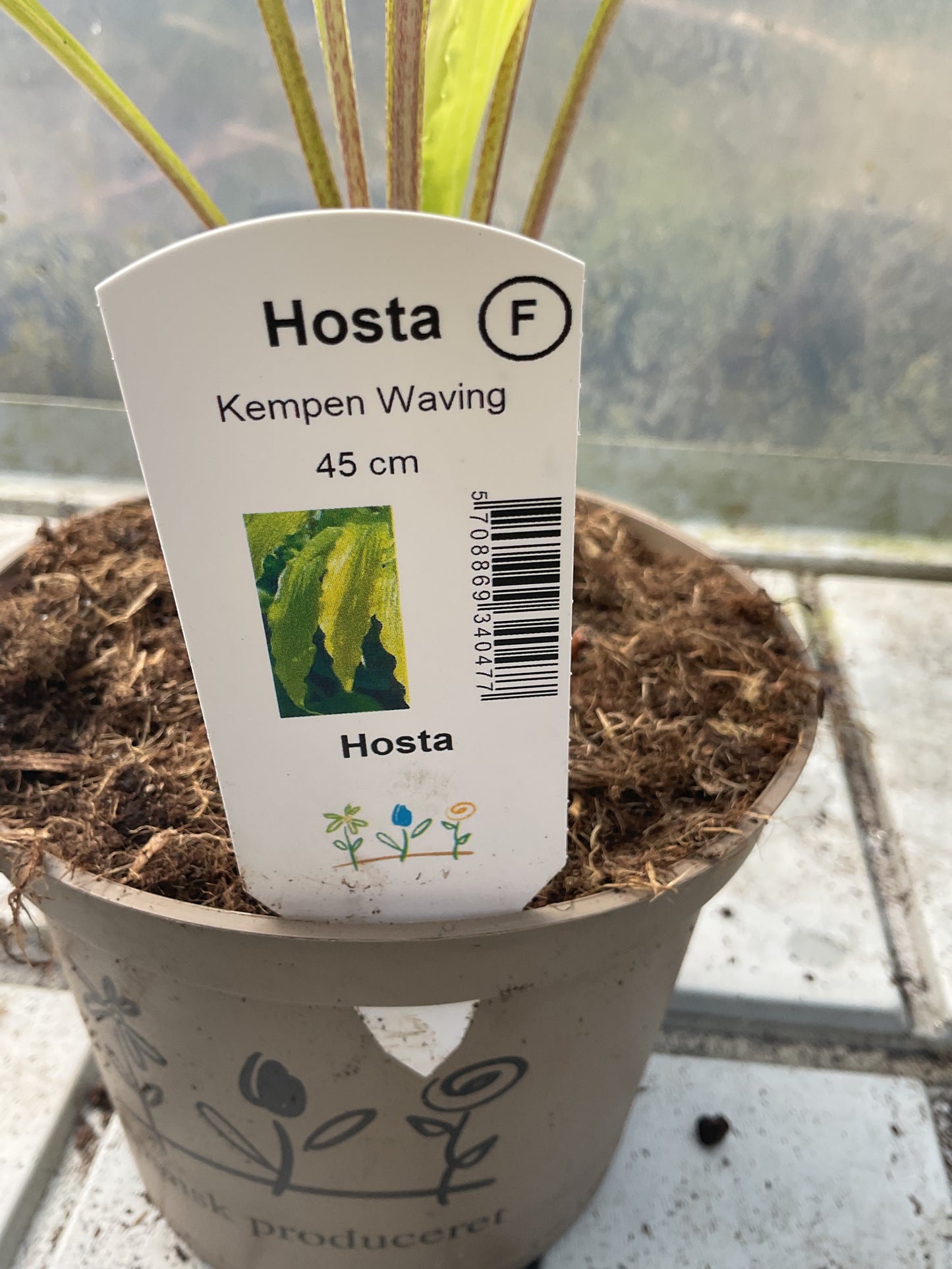 Hosta ‘Kempen Waving Shadow’ P15