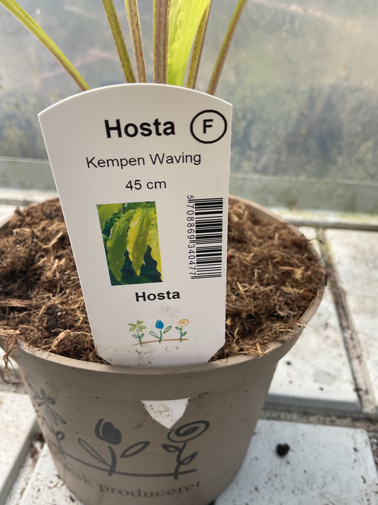 Hosta ‘Kempen Waving Shadow’ P15