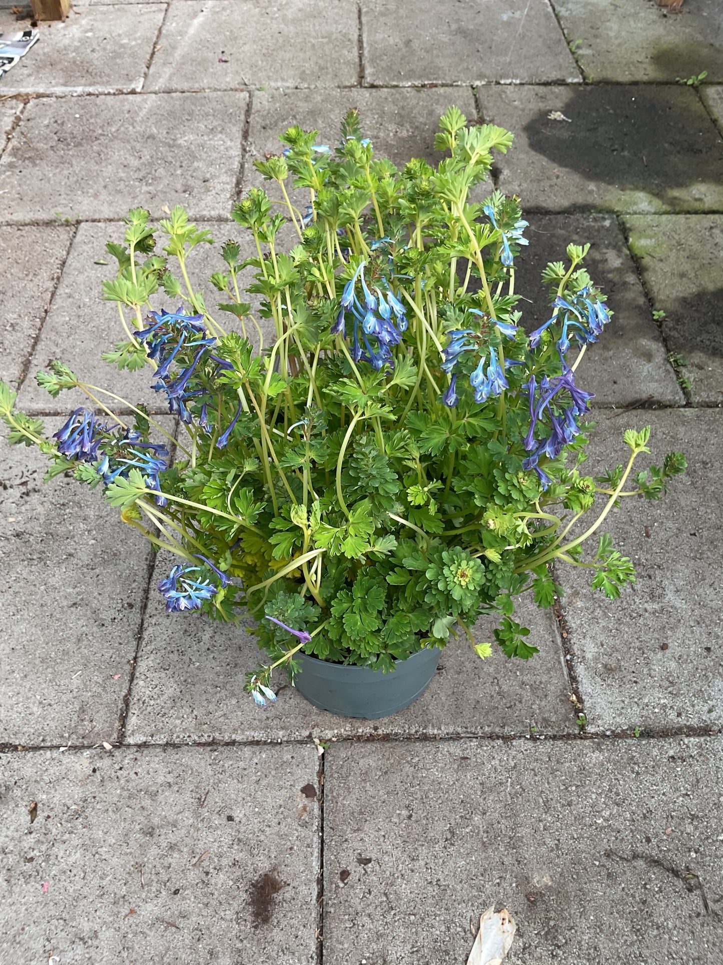 Corydalis calycosa P21