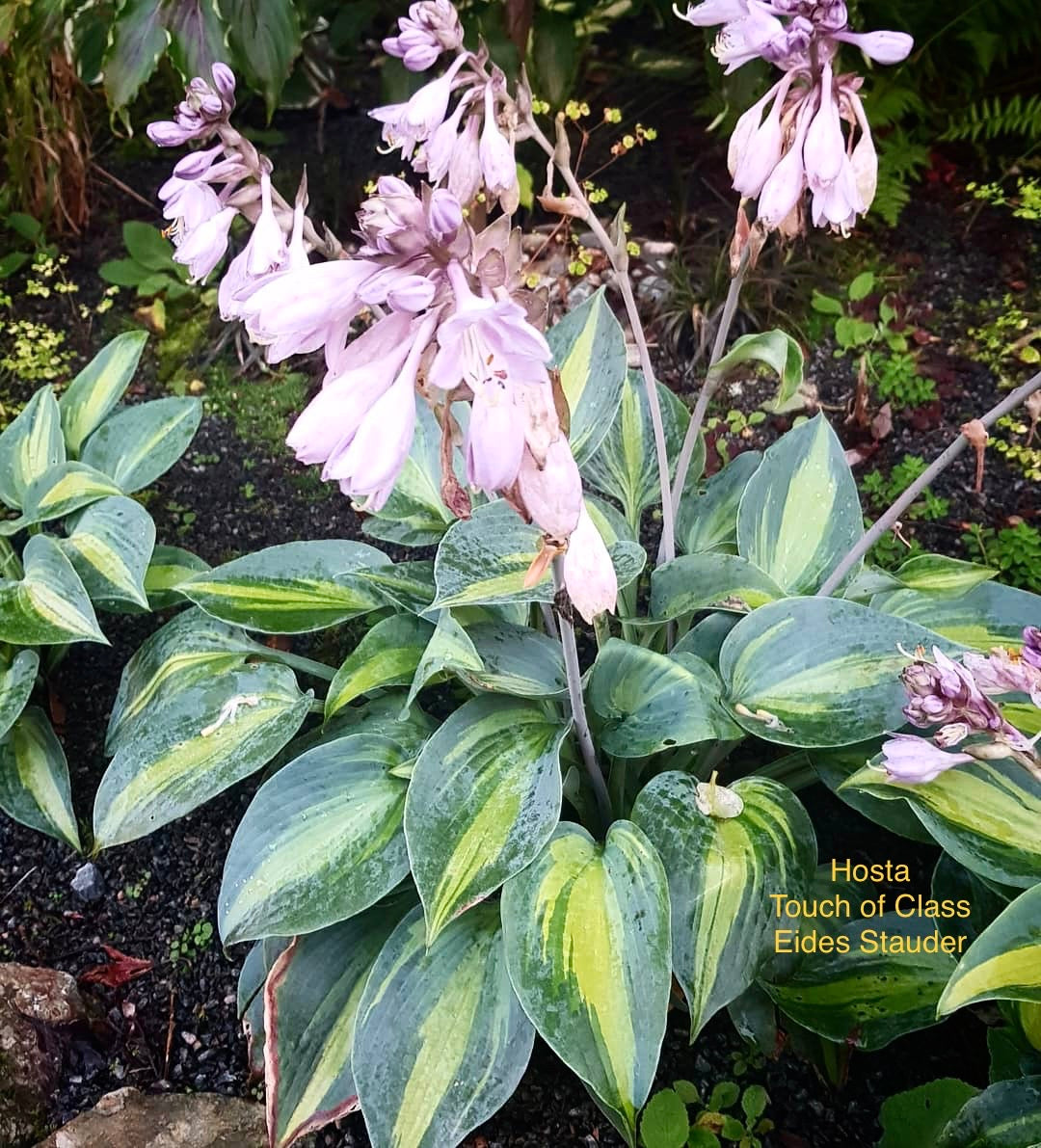 Hosta ‘Touch of Class’