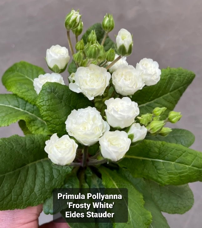 Primula Pollyanna ‘Frosty White’