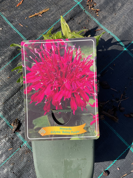 Monarda didyma ‘Balmy Purple’ P11x11