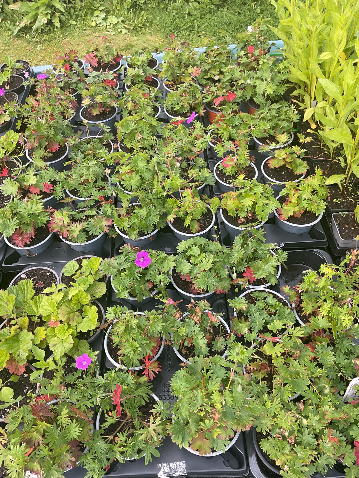 Geranium sanguineum P13