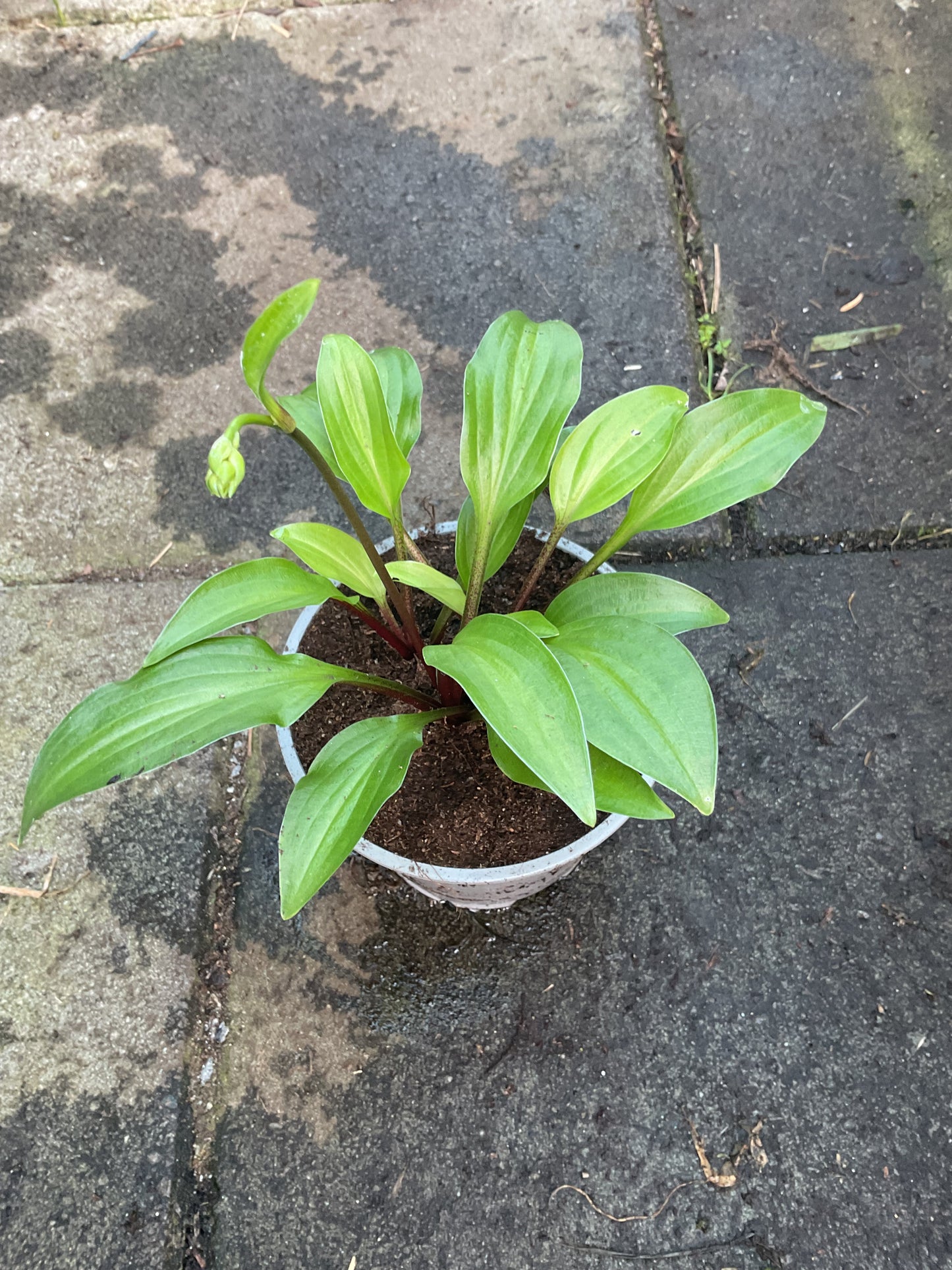 Hosta ‘Emeralds and Rubies’ P12