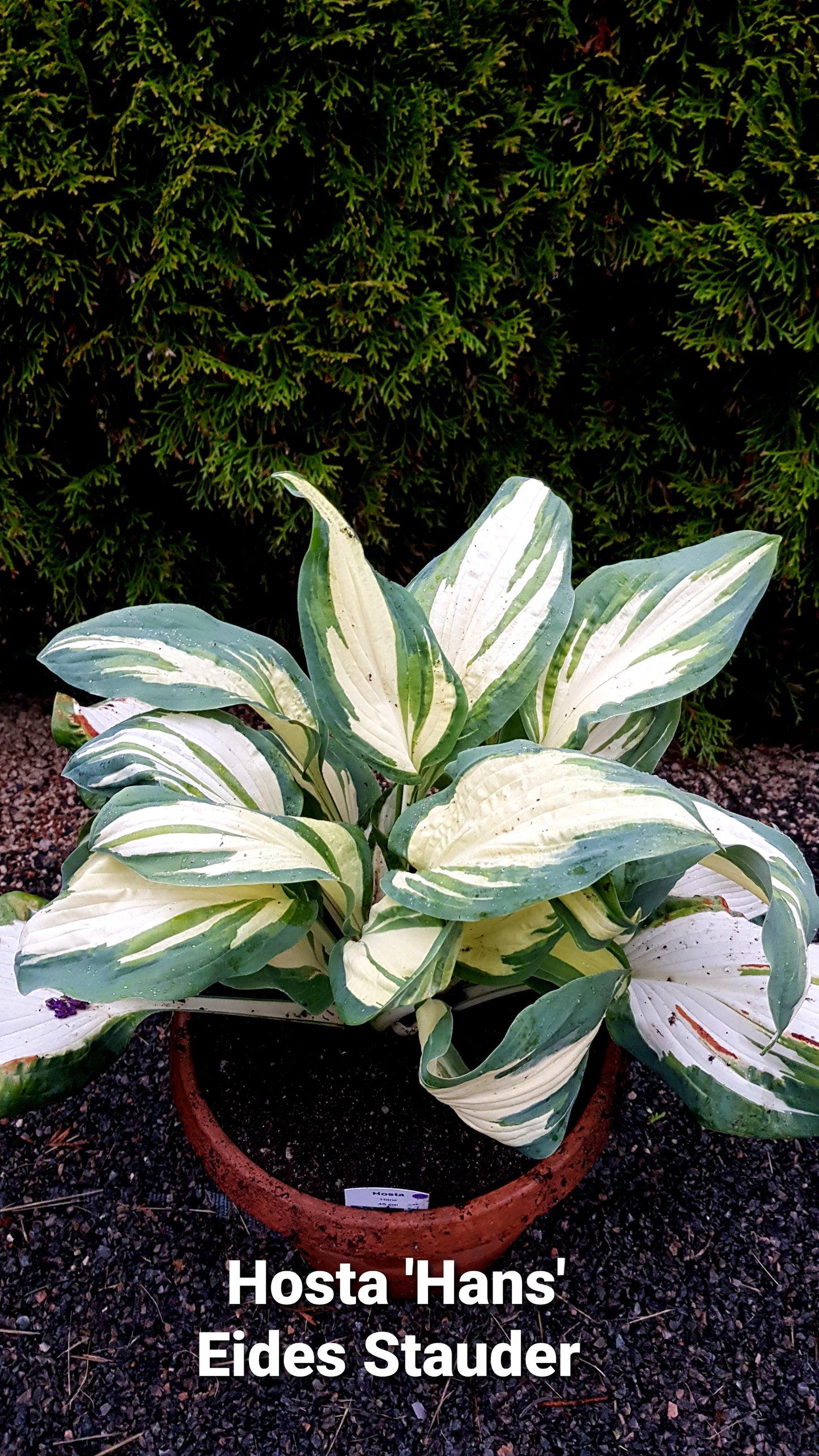 Hosta ‘Hans’ P15