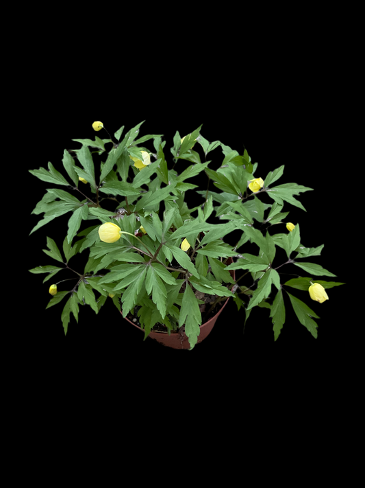 Anemone x lipsiensis P11