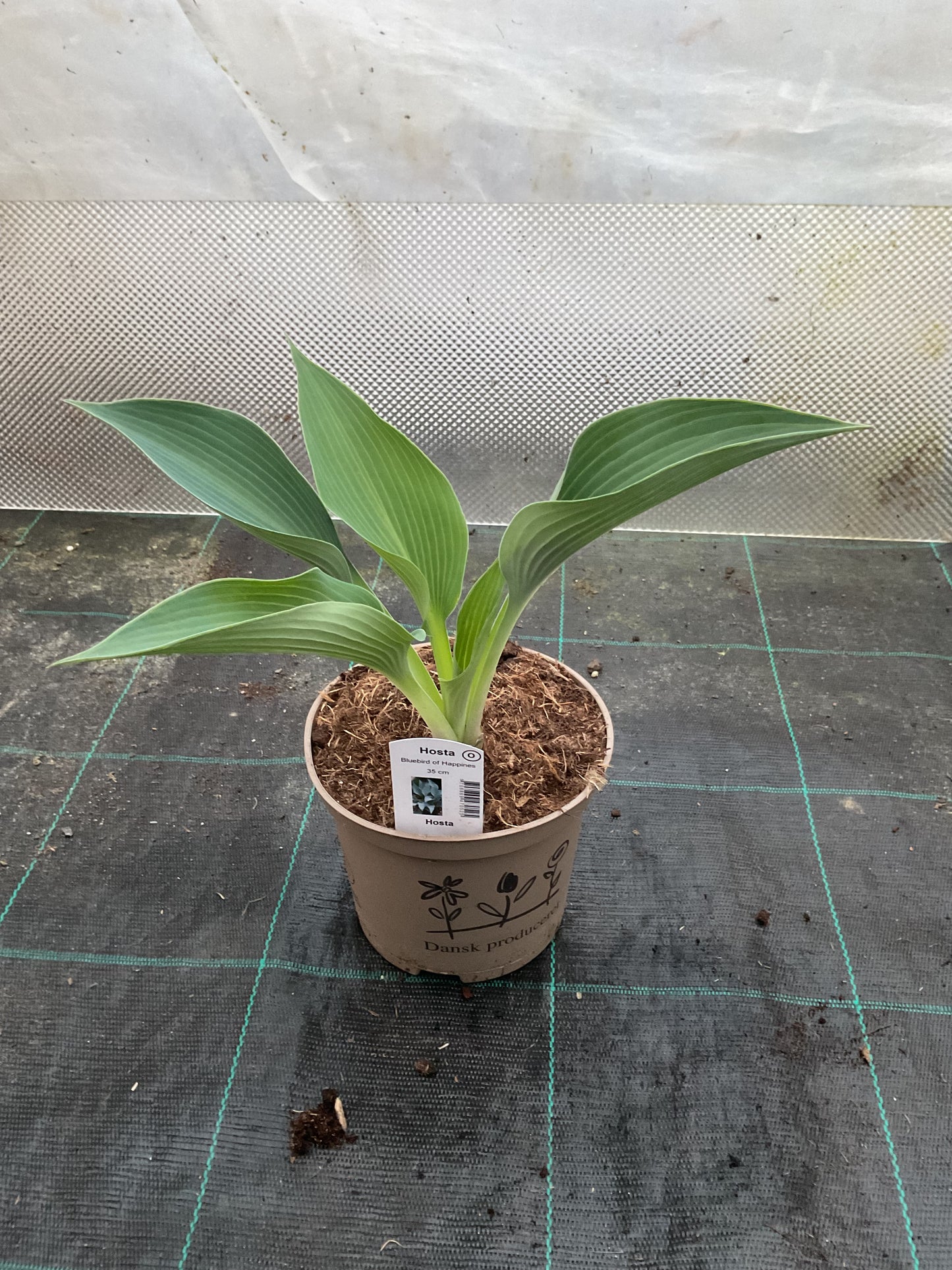 Hosta ‘Bluebird of Happiness’ P15