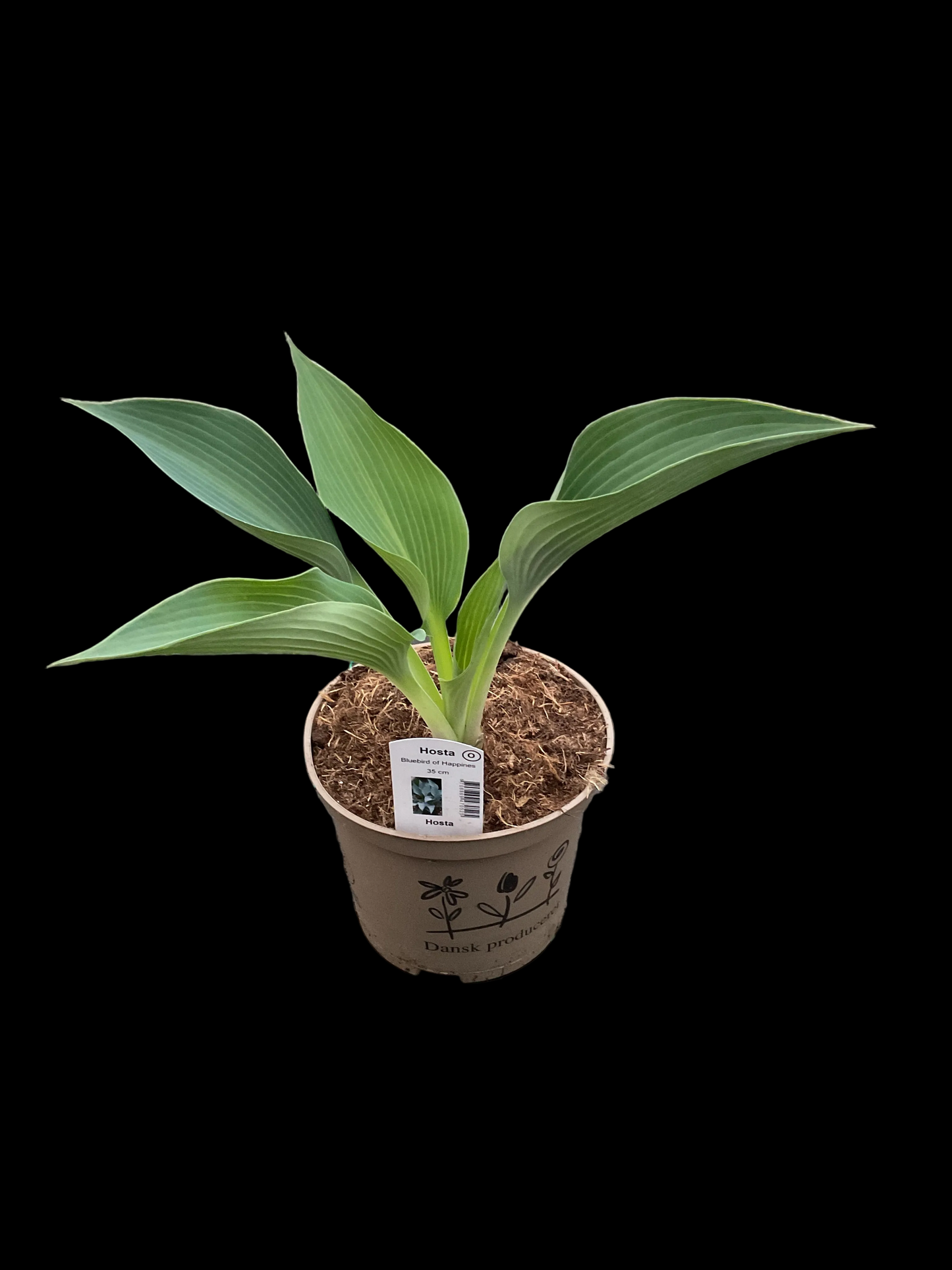 Hosta ‘Bluebird of Happiness’ P15