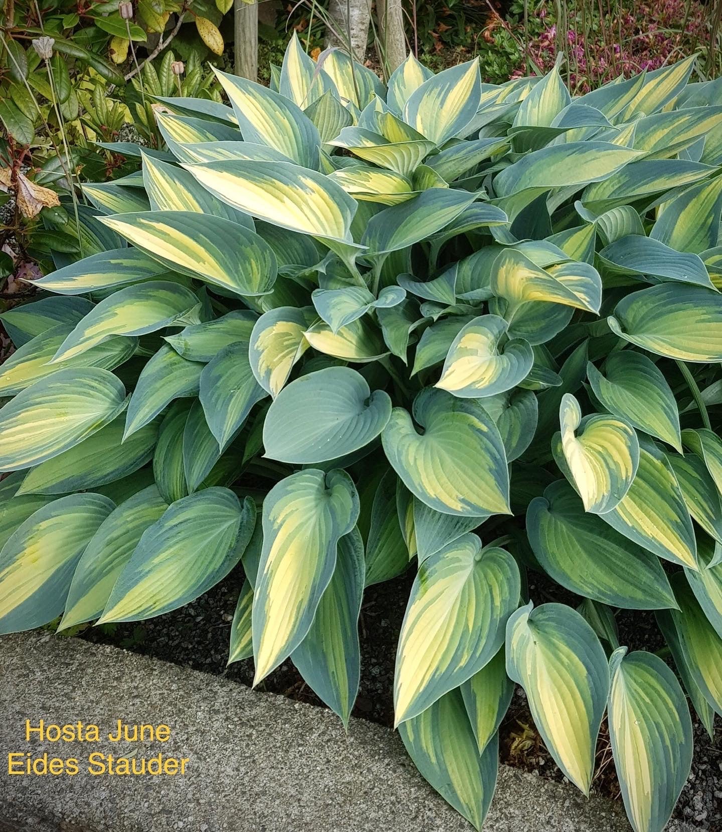 Hosta ‘June’