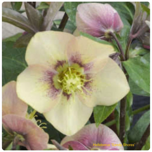 Helleborus orientalis ‘Sandy Shores’ P17