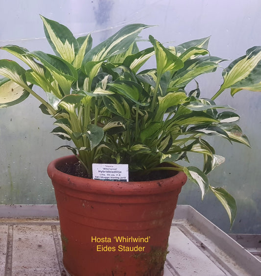 Hosta ‘Whirlwind’