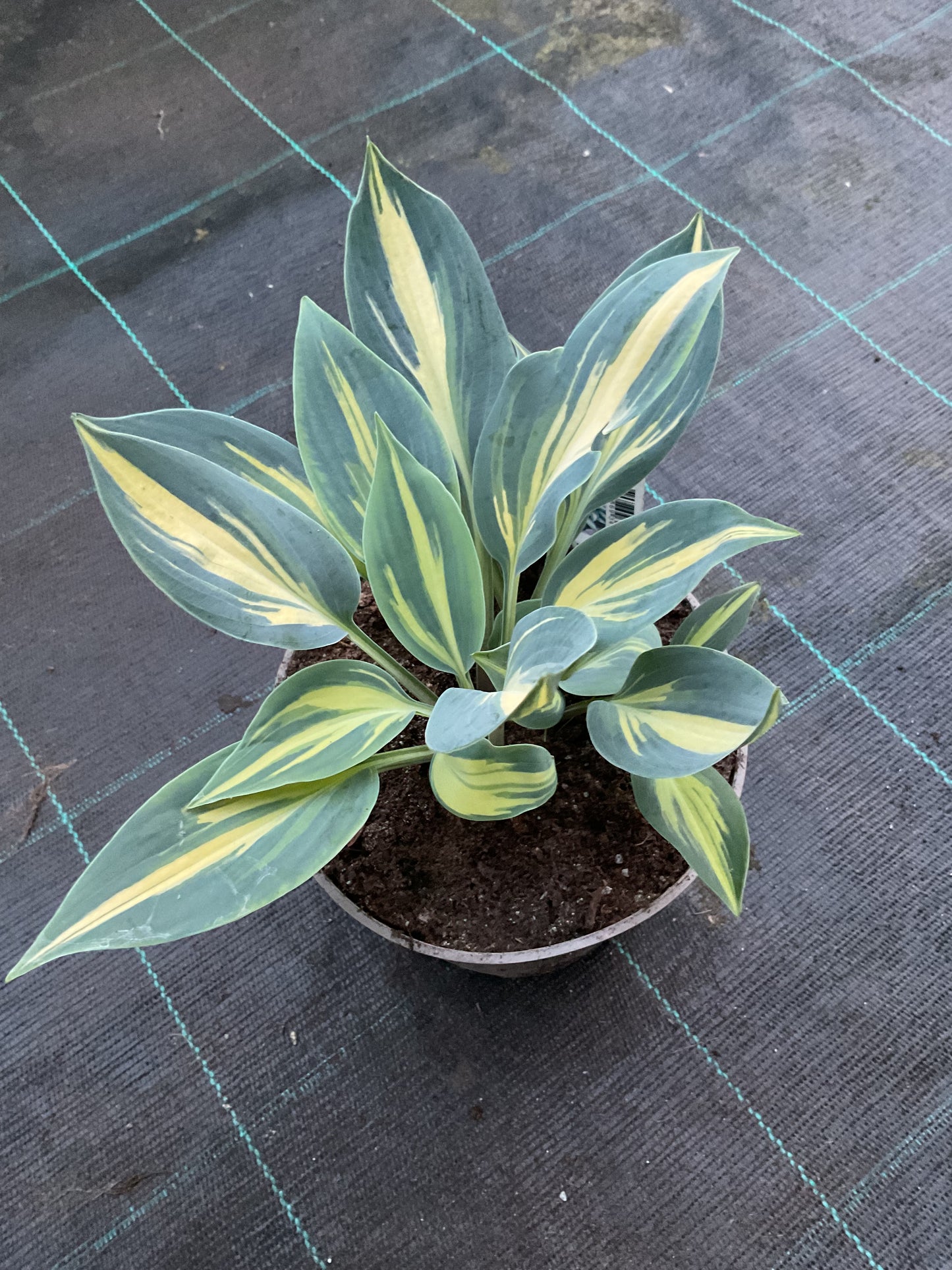 Hosta ‘Magic Island’