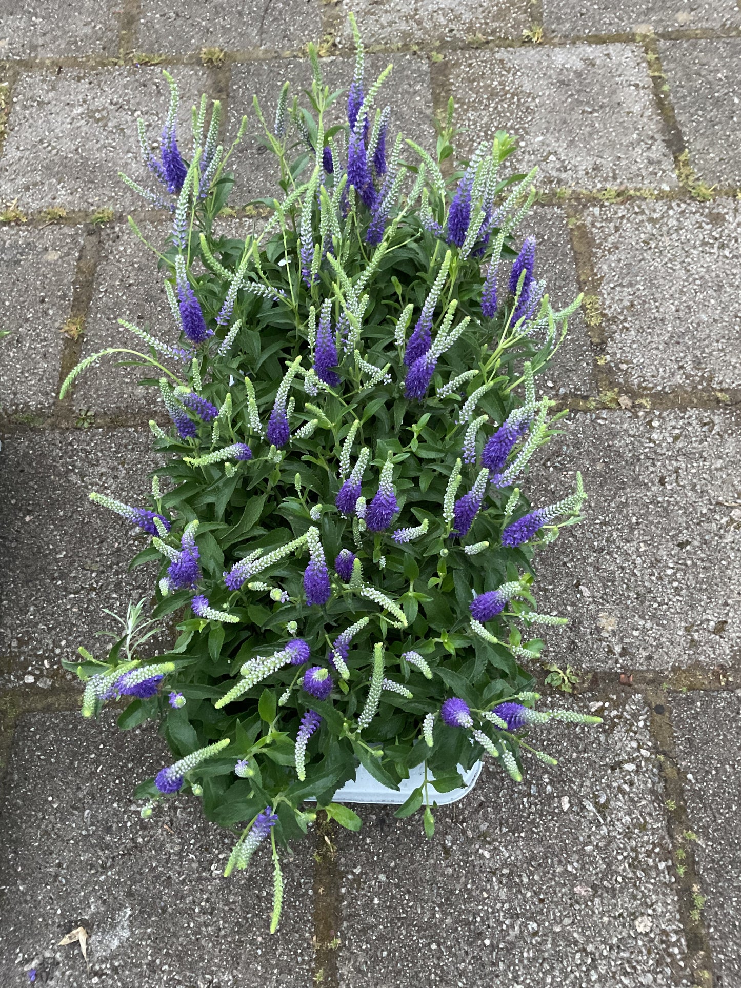 Veronica spicata P12