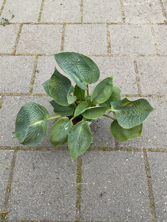 Hosta ‘Ryan’s Big One’