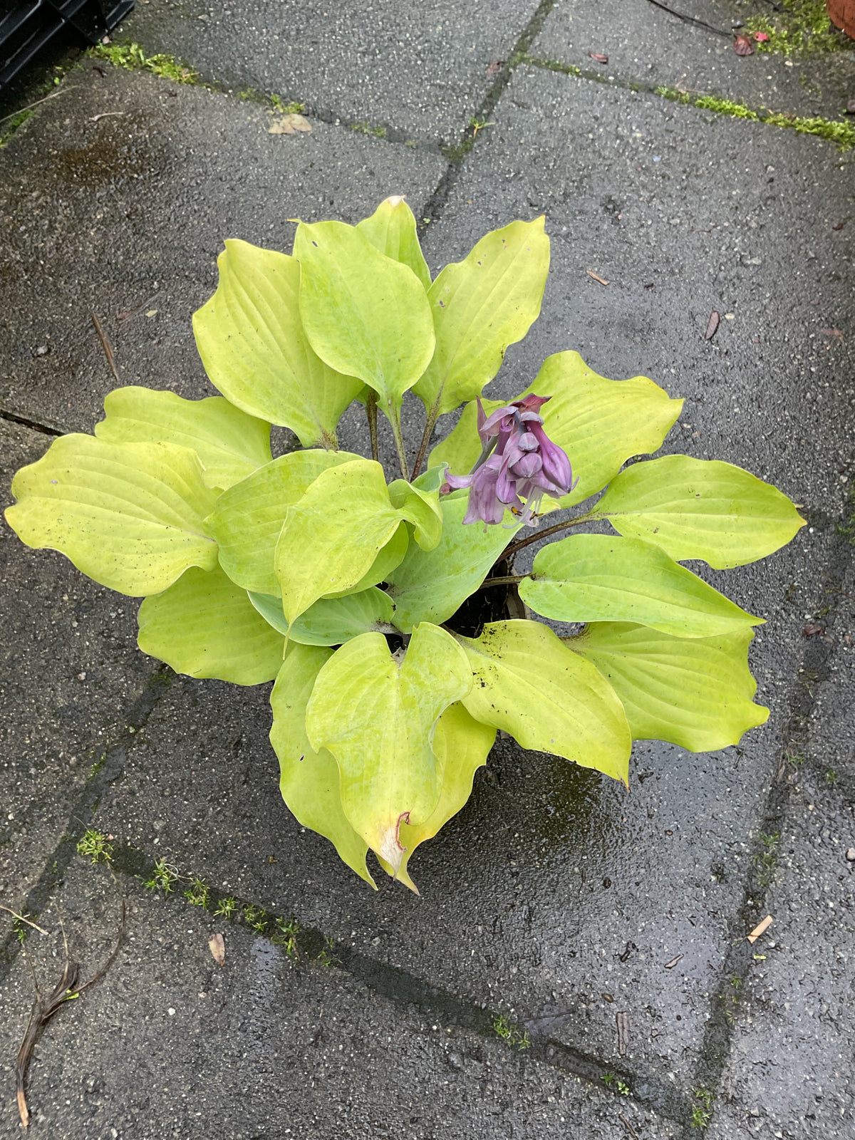 Hosta ‘Holar Rising Flame’ P15