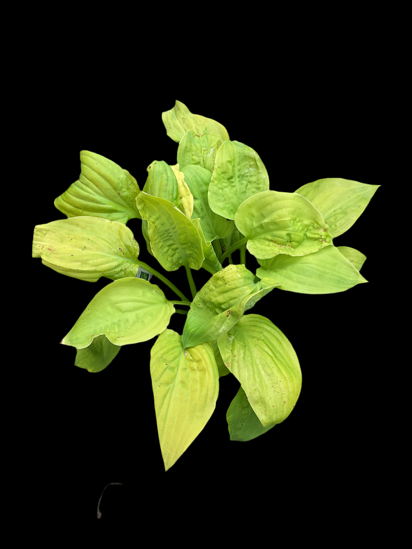 Hosta ‘Fried Bananas’