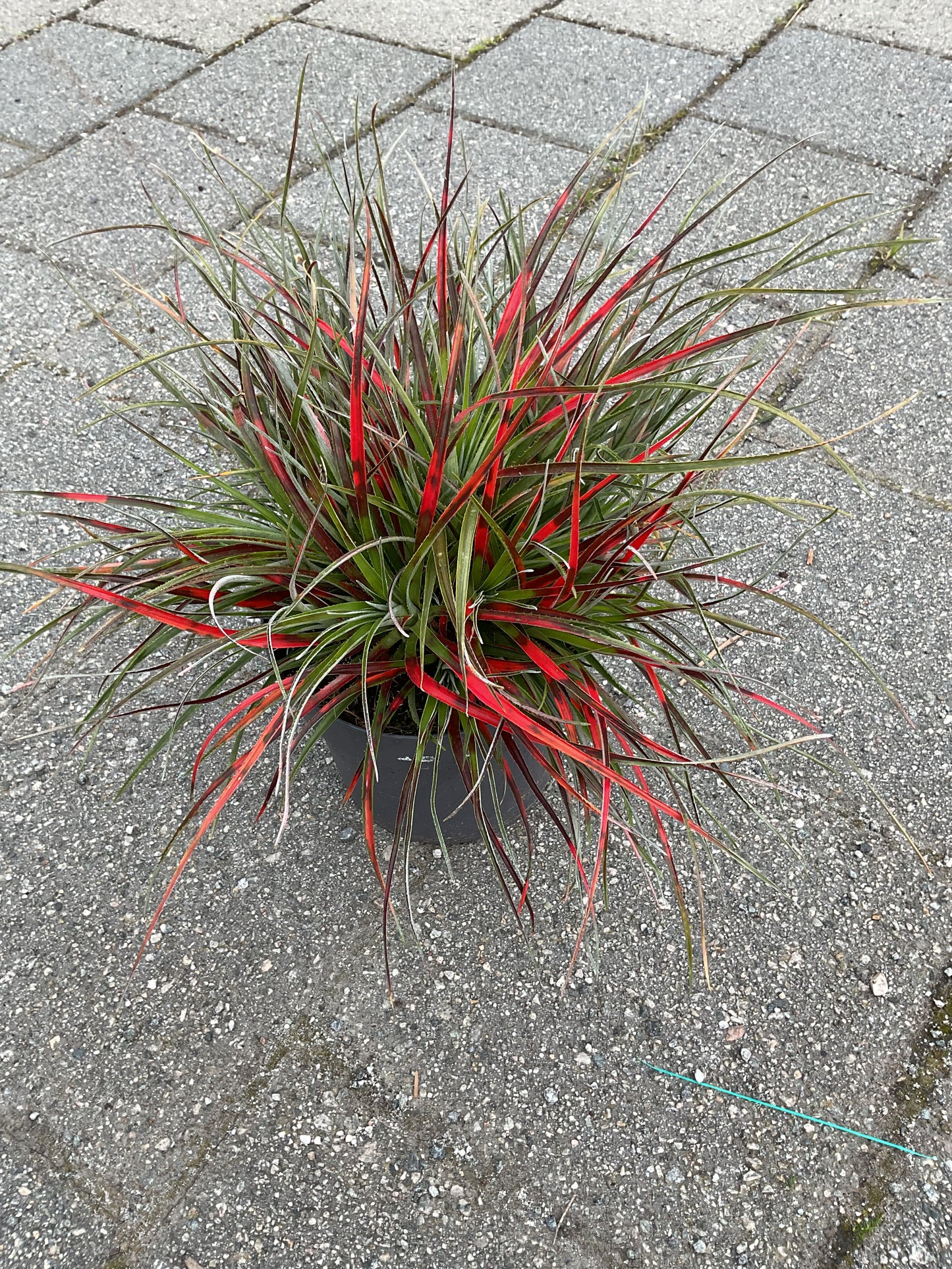 Fascicularia bicolor