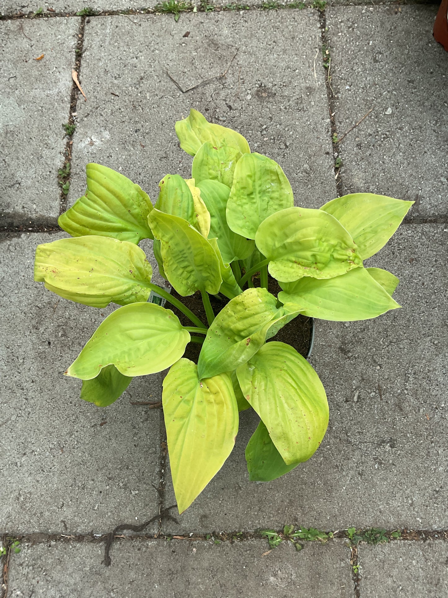 Hosta ‘Fried Bananas’