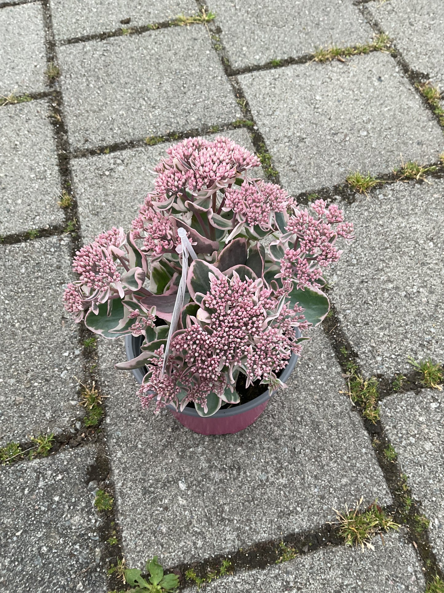 Sedum telephium ‘La Vie en Rose’ P17