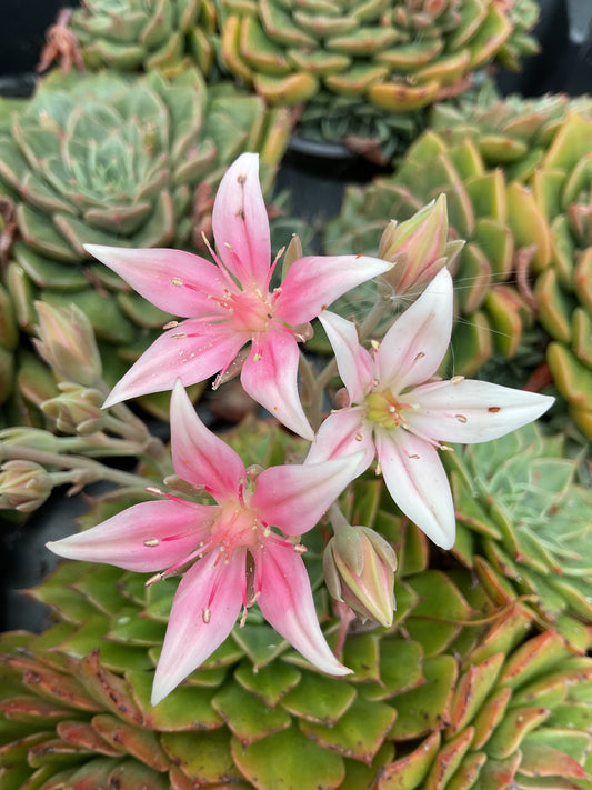 Graptopetalum bellum P10