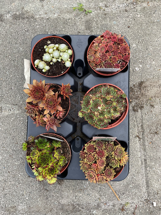 Sempervivum Kolleksjon 6 stk ulike sorter.