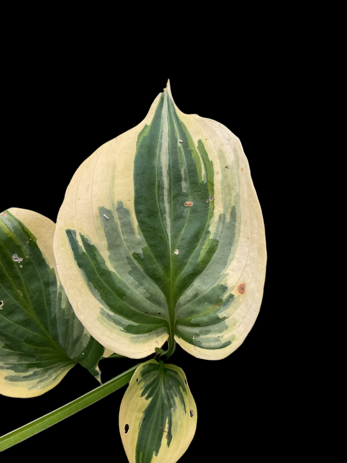 Hosta 'Broadway' P15