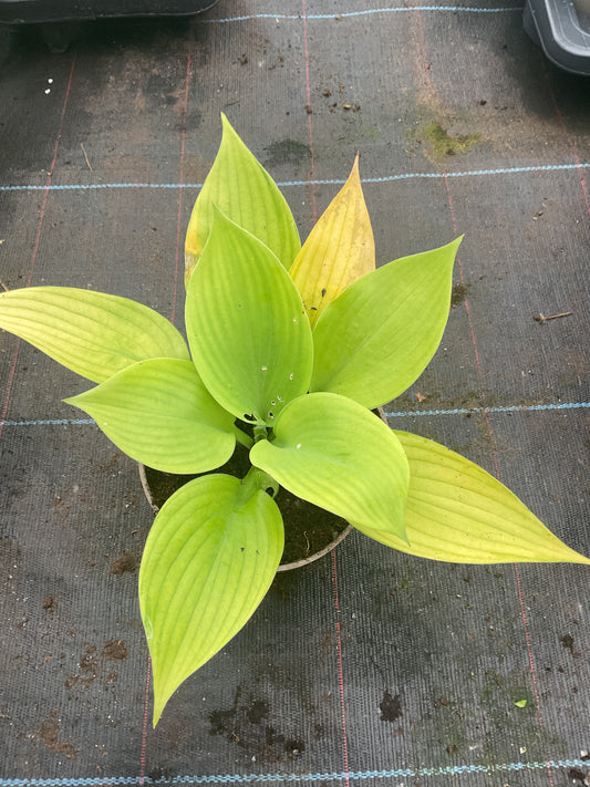 Hosta ‘Sumsational’ P17