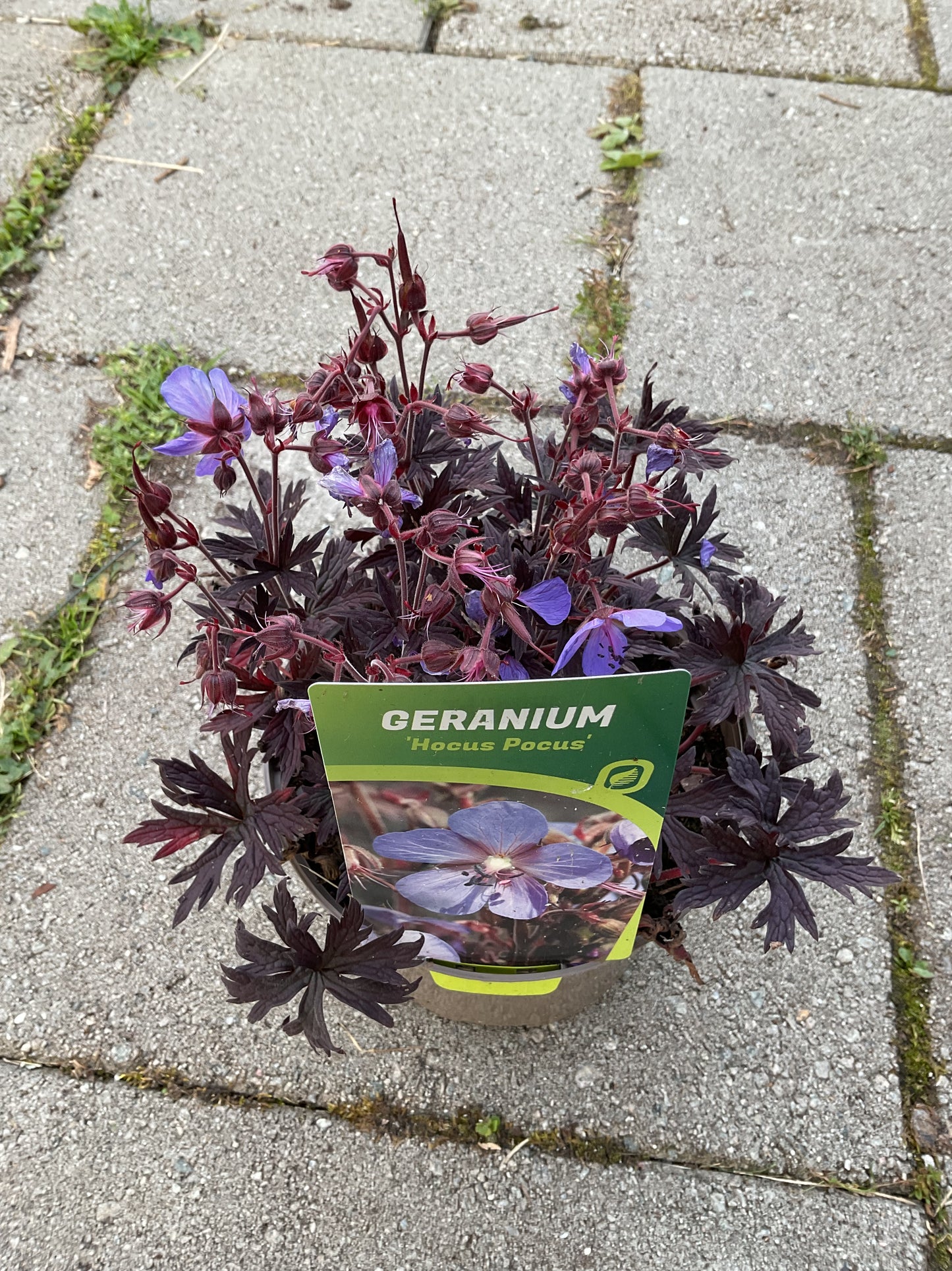 Geranium hybrid ‘Hocus Pocus’ P17