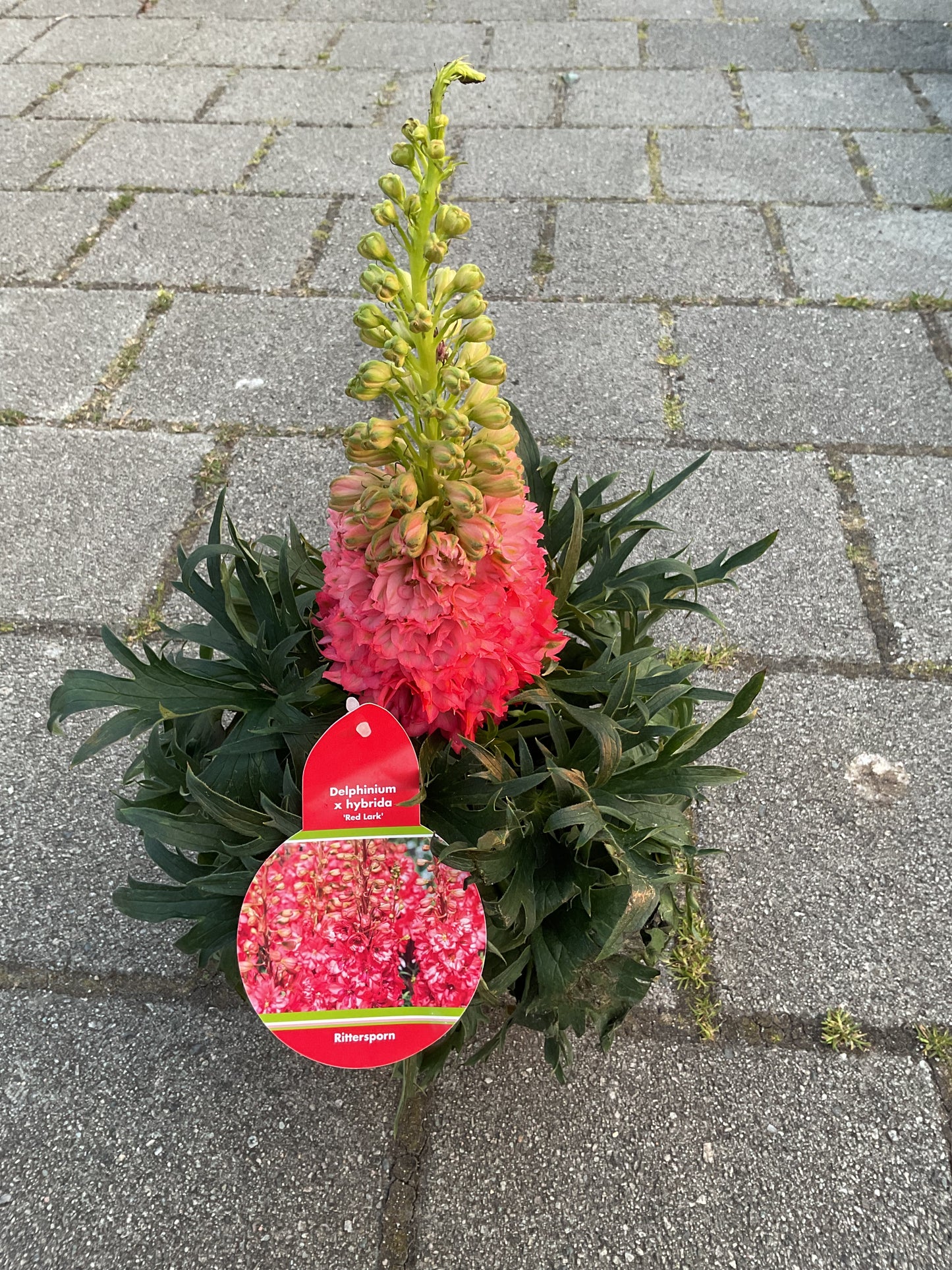 Delphinium hybrid ‘Red Lark’ P17