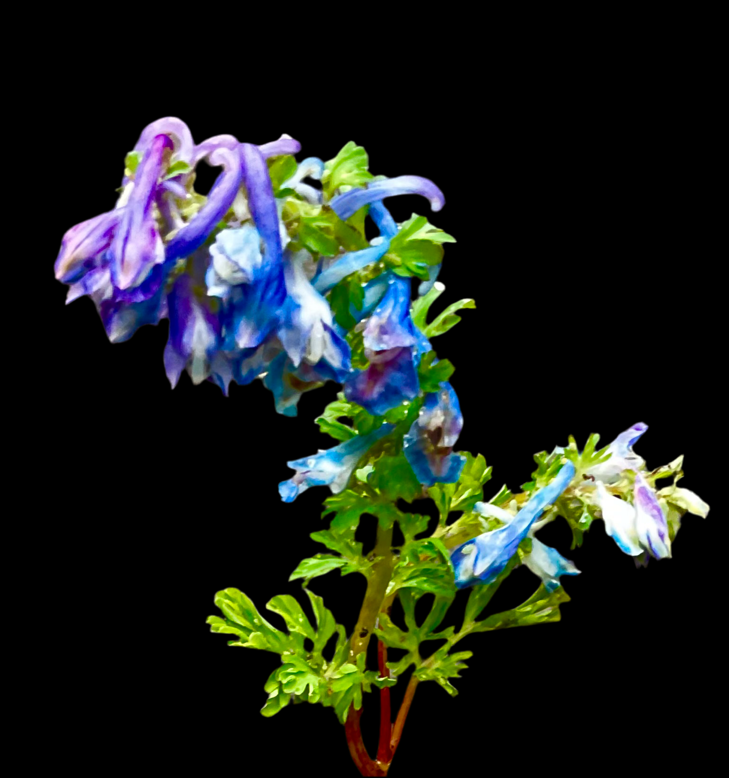 Corydalis calycosa P21