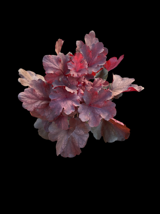 Heuchera ‘Cherry Cola’ P15