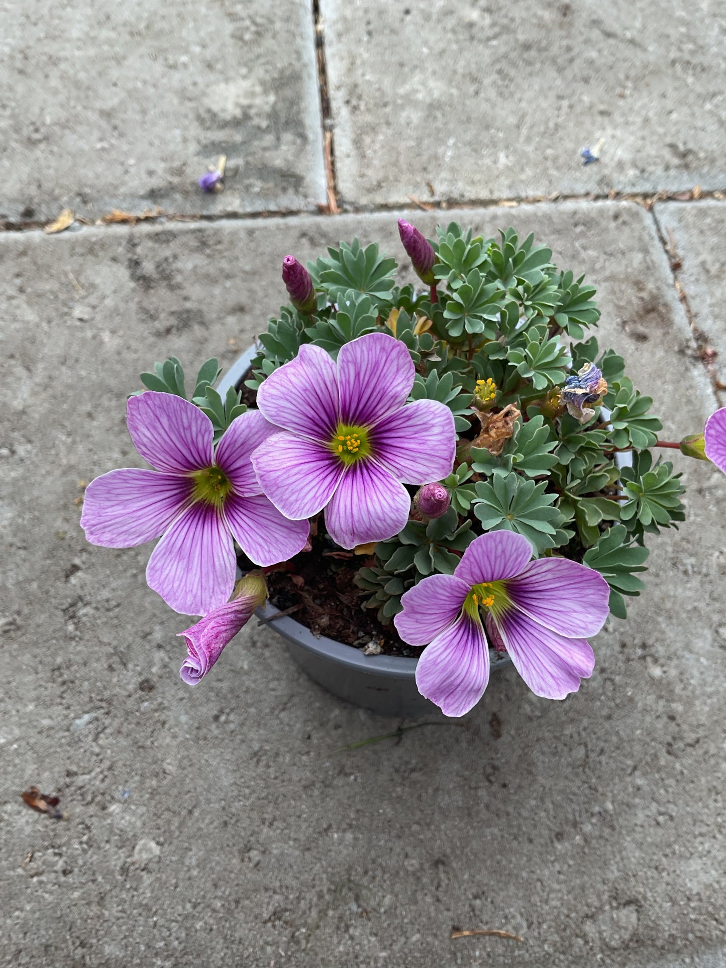 Oxalis hyb. ‘Ione Hecker’