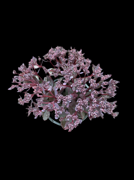 Sedum ‘Red Canyon’ P12
