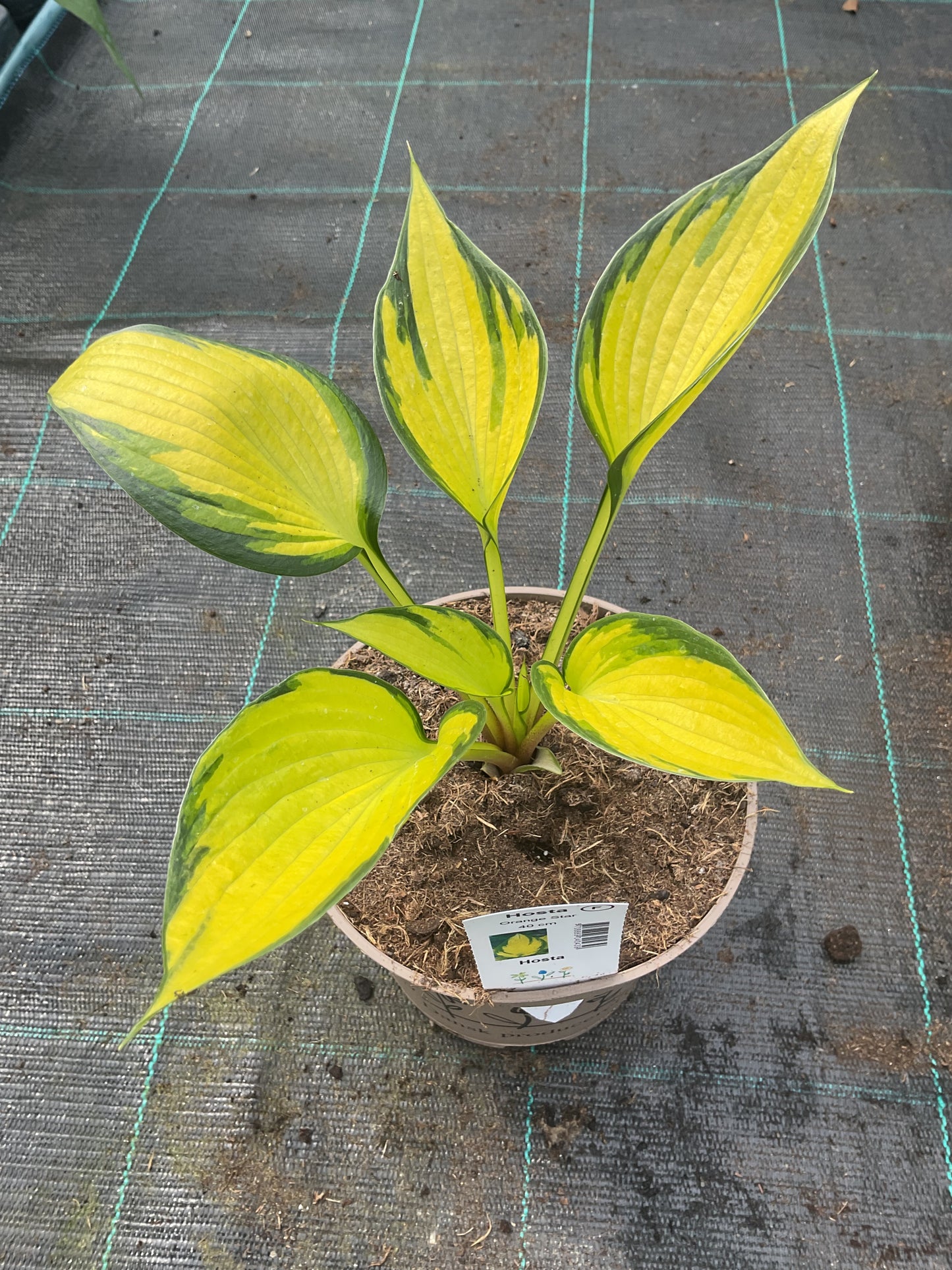 Hosta ‘Orange Star’