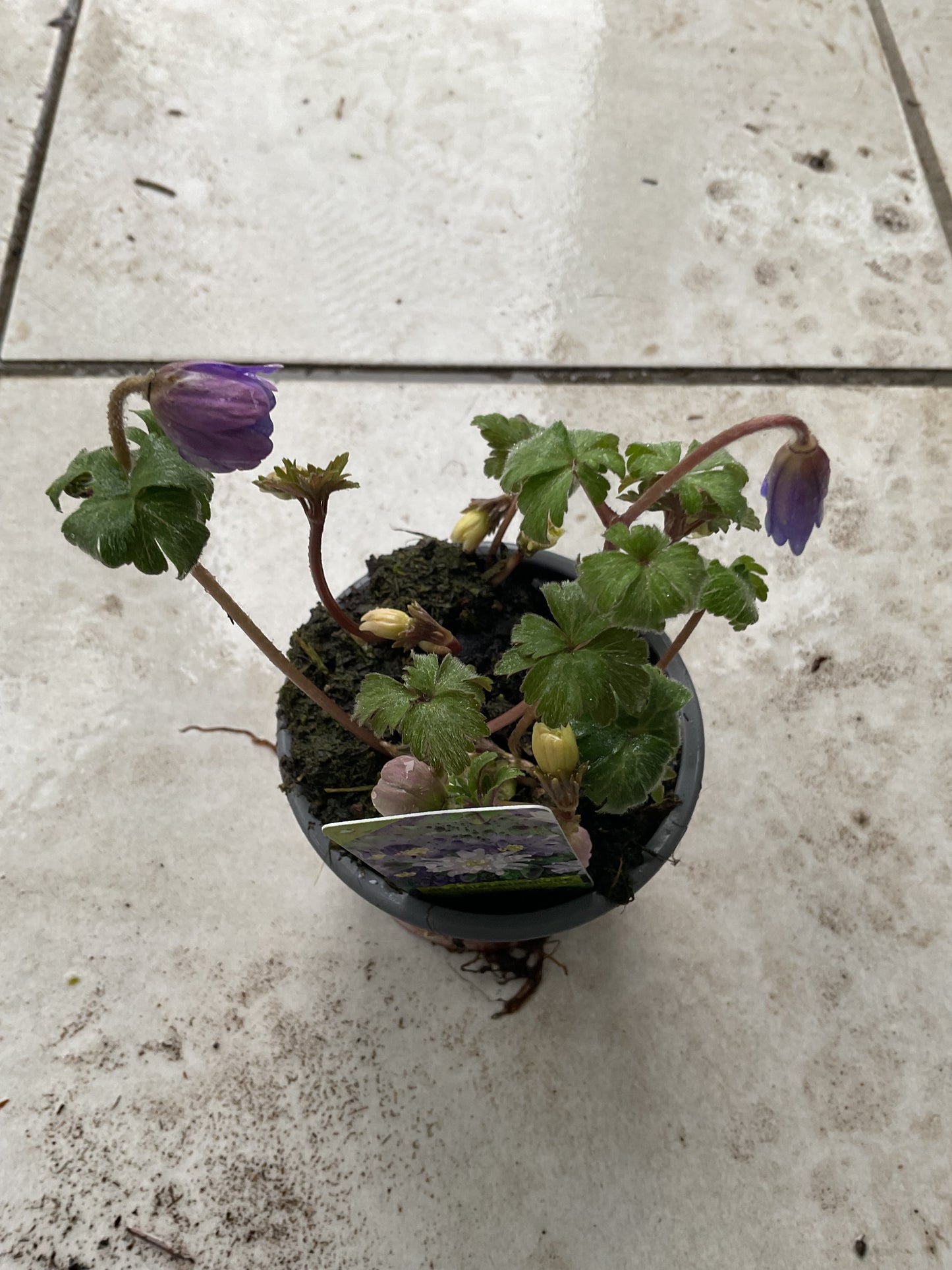 Anemone blanda ‘Blue Shade’ P9 5stk planter