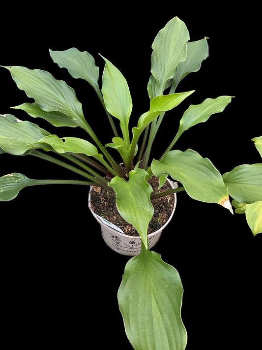 Hosta ‘Chris’ Little Watermelon’ P15