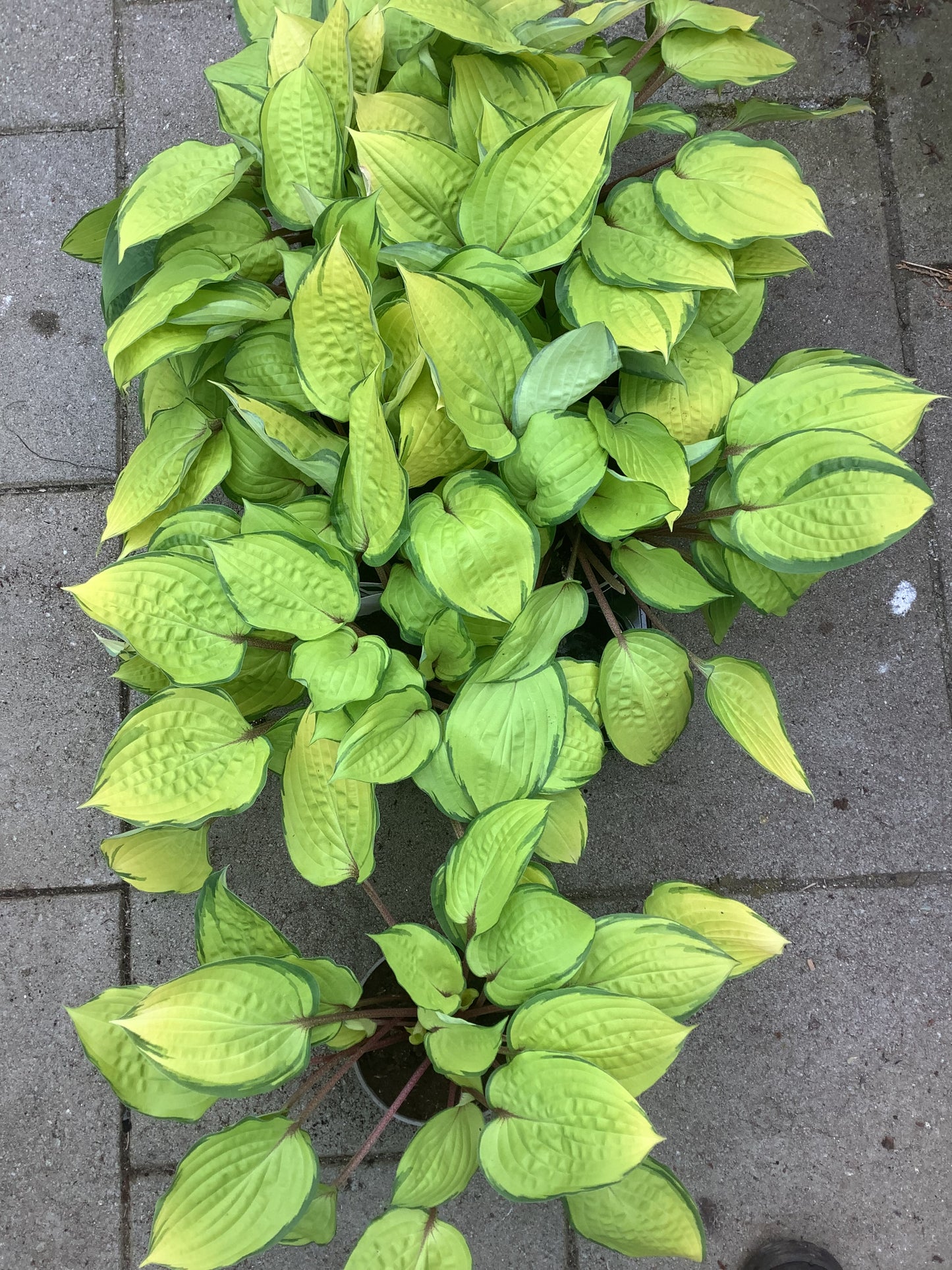 Hosta ‘Paradise Island’ P15