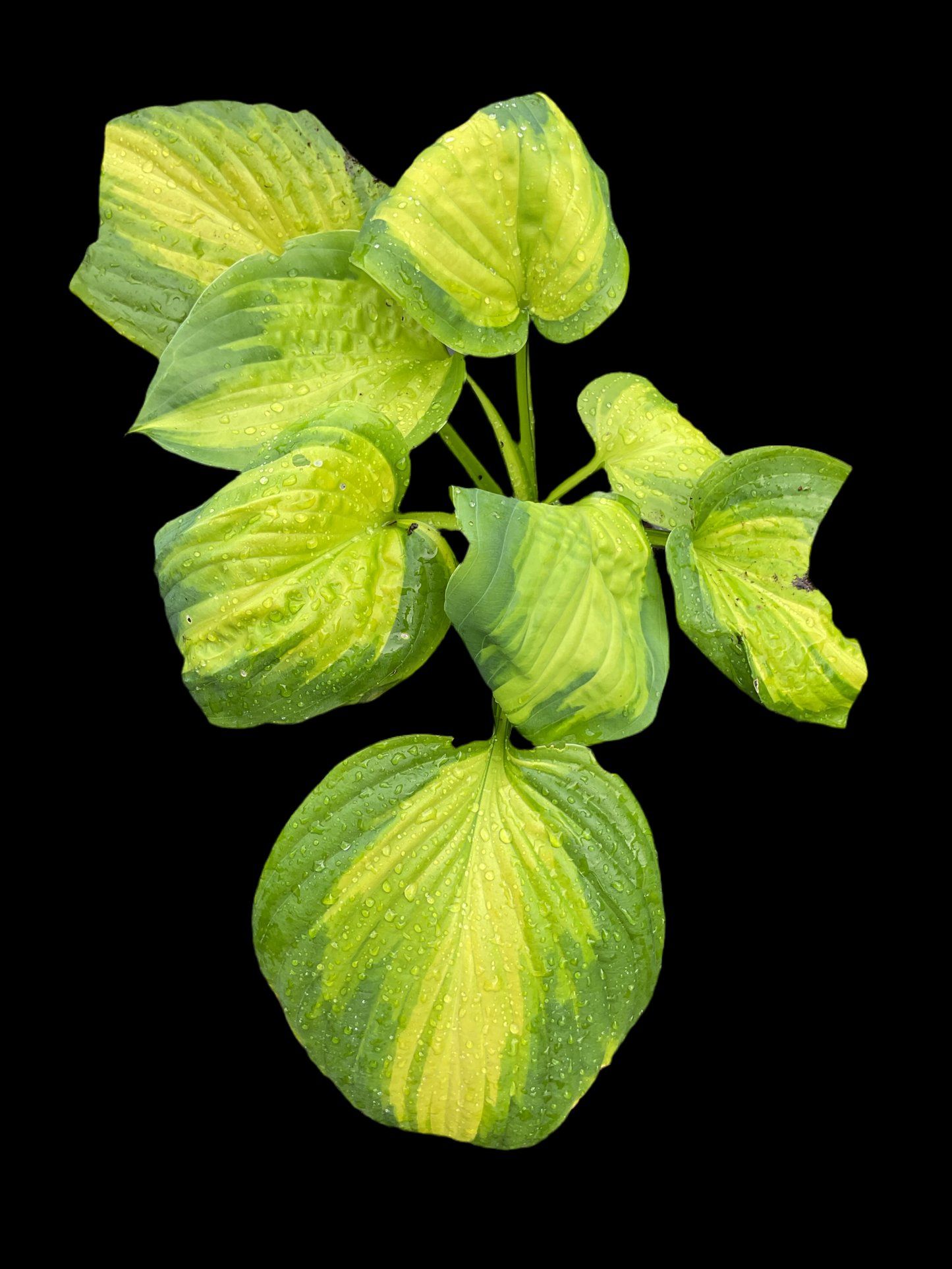 Hosta ‘Cathedral Windows’