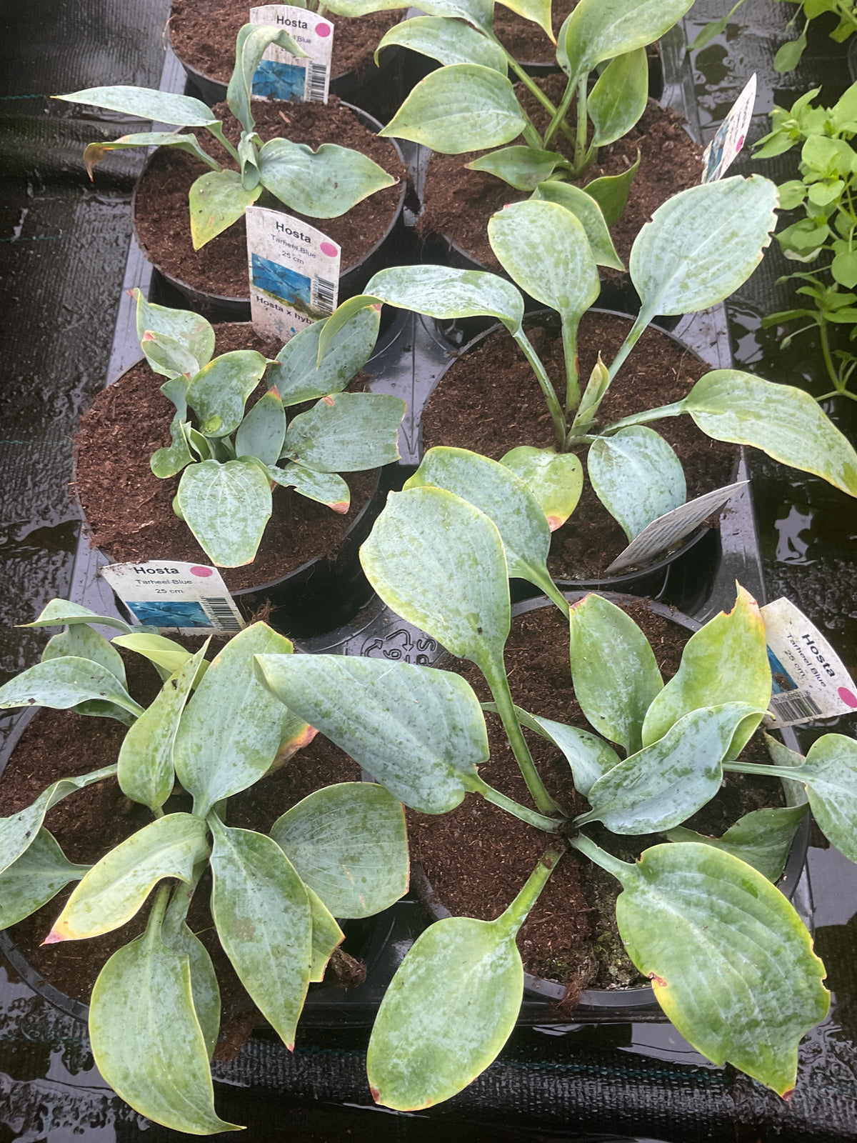 Hosta ‘Tarheel Blue’ P13
