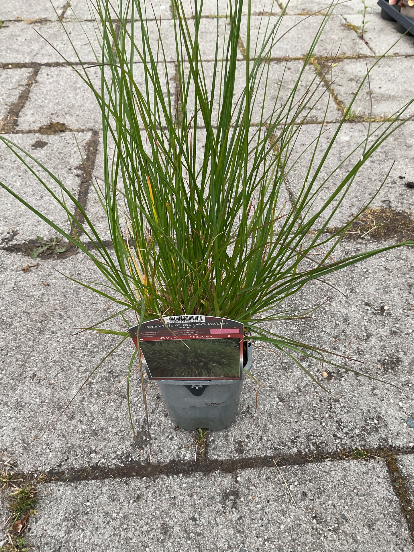 Pennisetum alopecuroides ‘Hameln’