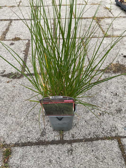 Pennisetum alopecuroides ‘Hameln’