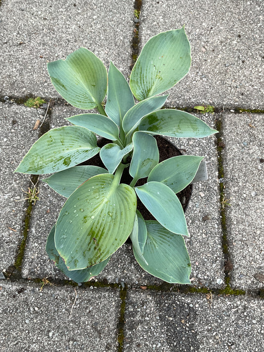 Hosta ‘Buckshaw Blue’ P15