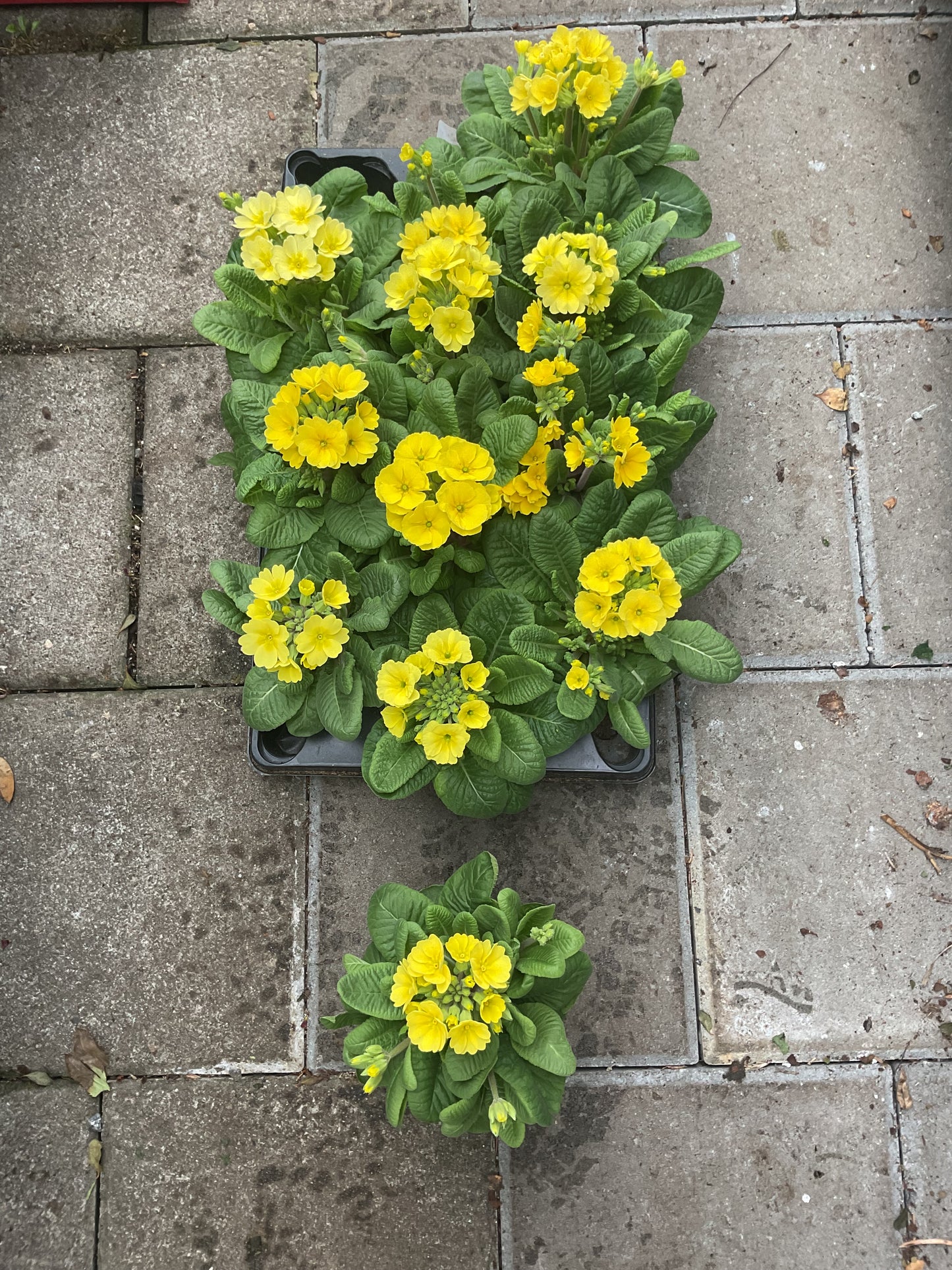 Primula veris ‘Officinalis’