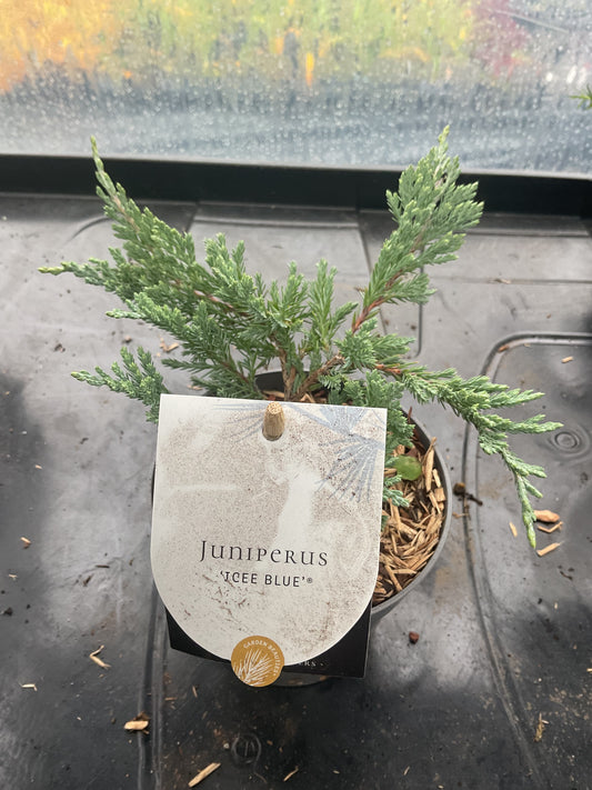 Juniperus horizontalis ‘Icee Blue’ P10