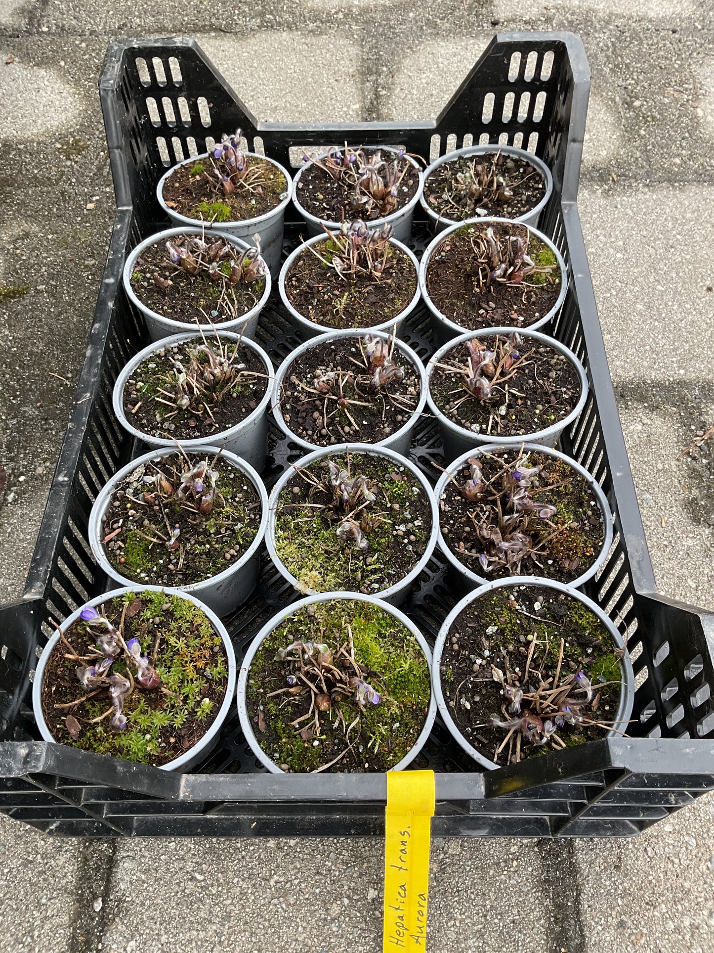 Hepatica ‘Aurora’ Kolleksjon av 6 stk Ungarsk blåveis
