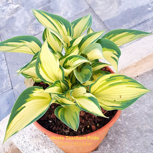 Hosta ‘Teachers Pride’