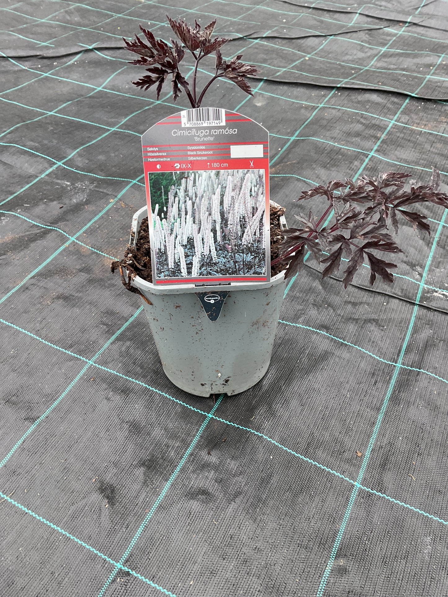 Cimicifuga ramosa (Actaea simplex) Brunette’ 2l.